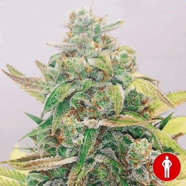 Plante de cannabis Strawberry Cake CBD