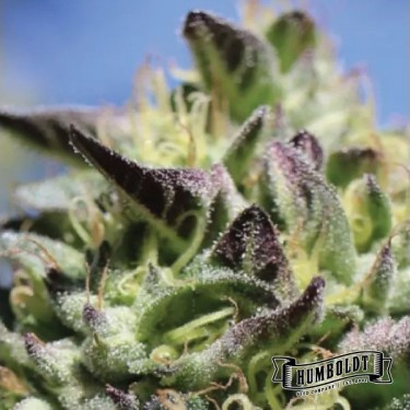 Plante de cannabis Vanilla Frosting