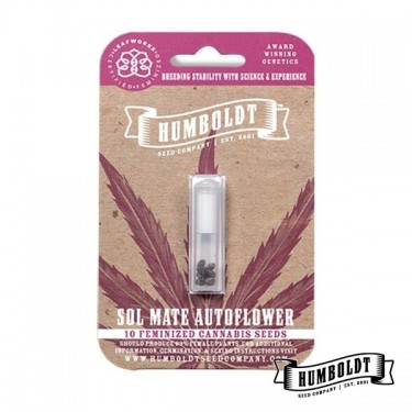 Plante de cannabis Sol Mate Auto