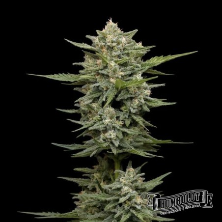 Plante de cannabis Vanilla Latte Auto