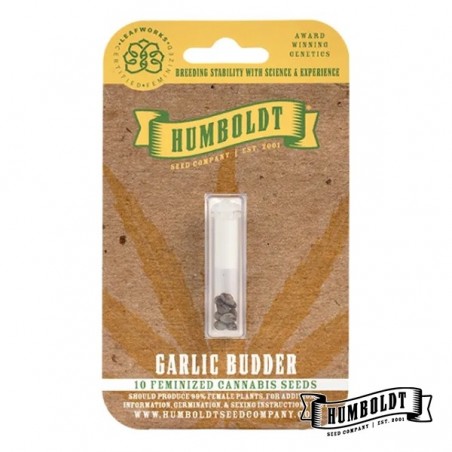 Garlic Budder féminisée