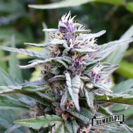 Plante de cannabis Hi-Biscus