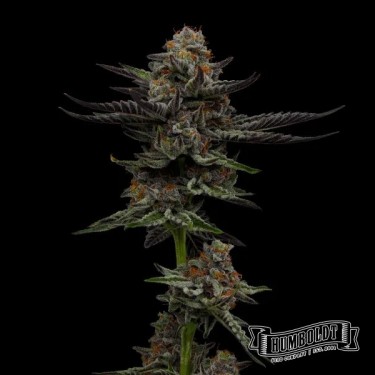 Plante de cannabis Vanilla Créme Pie