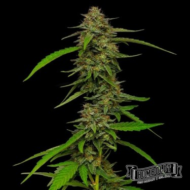 Plante de cannabis Strawberry Cheesecake