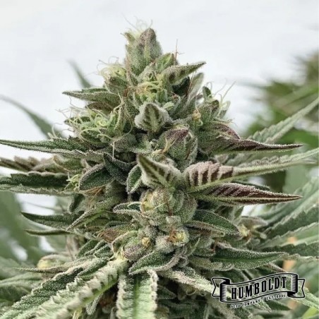 Plante de cannabis Humboldt Pound Cake