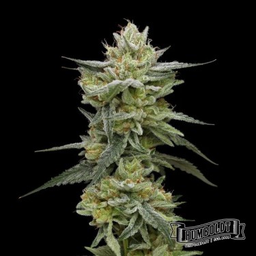Plante de cannabis Hella Jelly Humboldt Seed Company