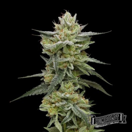 Plante de cannabis Hella Jelly Humboldt Seed Company