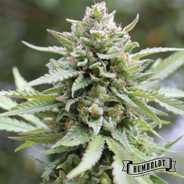 Voir Lemongrass féminisée