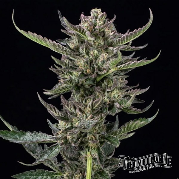 Voir Plante de cannabis Notorious THC