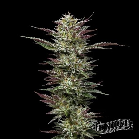 Plante de cannabis Nutter Budder