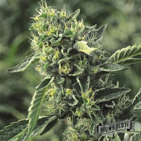 OG Kush féminisée
