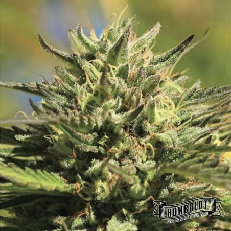Plante de cannabis OG Kush Auto