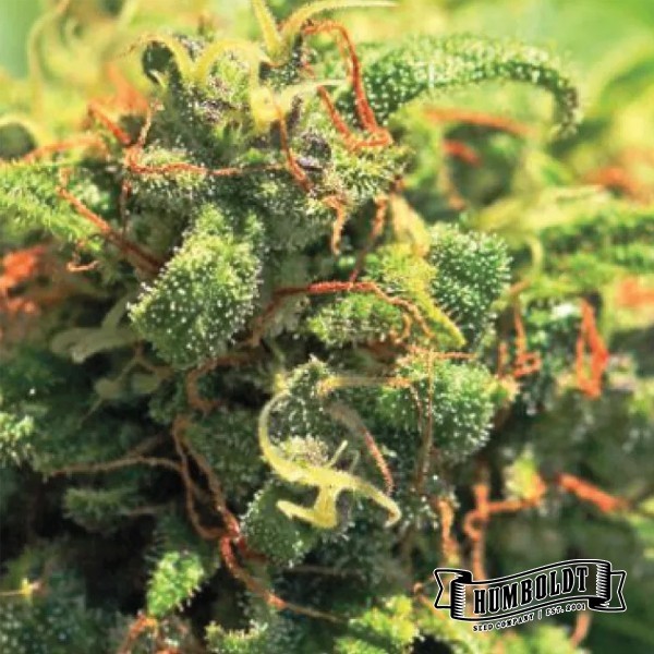 Voir Pineapple Upside Down Cake féminisée