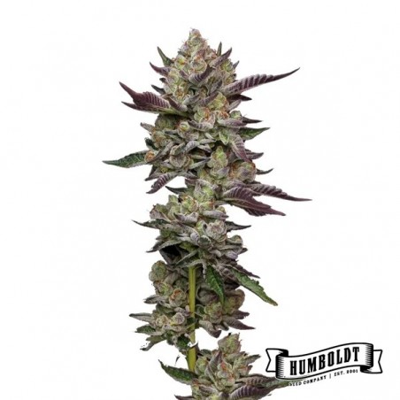 Plante de cannabis Poddy Mouth