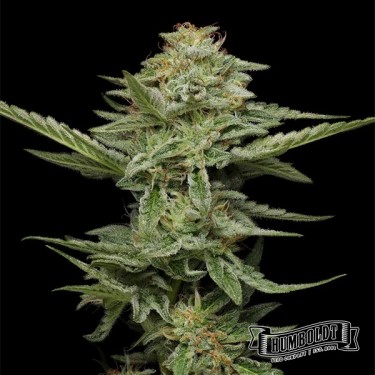 Pistachio de Humboldt Seed Company