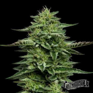 The Bling de Humboldt Seed Company - GB The Green Brand