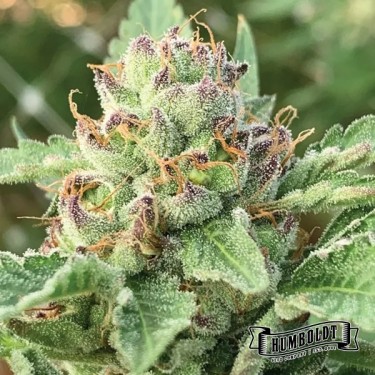 Apple Blossom Humboldt Seeds Company