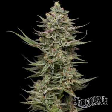 Plante de cannabis Family Jewels