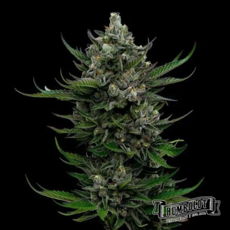 All Gas OG Plante de cannabis