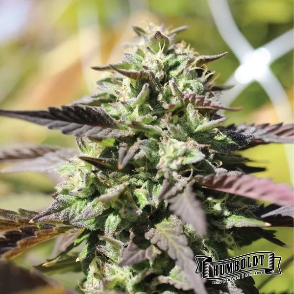 Voir Plante de cannabis Chunkadelic Auto