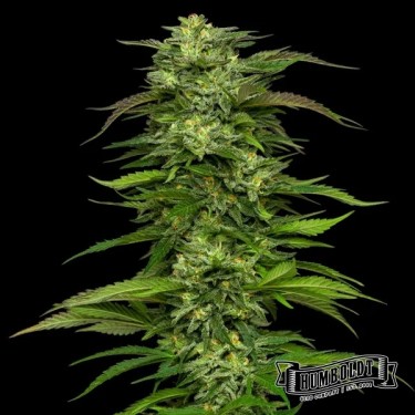 Dream Queen Auto de Humboldt Seed Company
