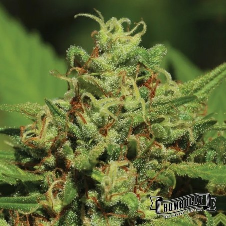 Plante de cannabis Emerald Fire OG Auto