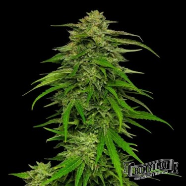 Plantes de cannabis Mango Sherbert Auto