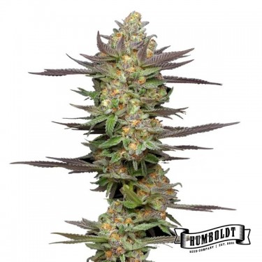 Mint Jelly Autofloraison