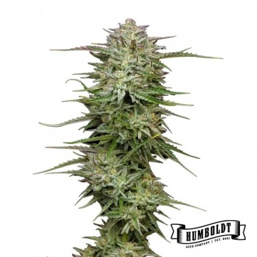 Plante de cannabis Pound Town Auto
