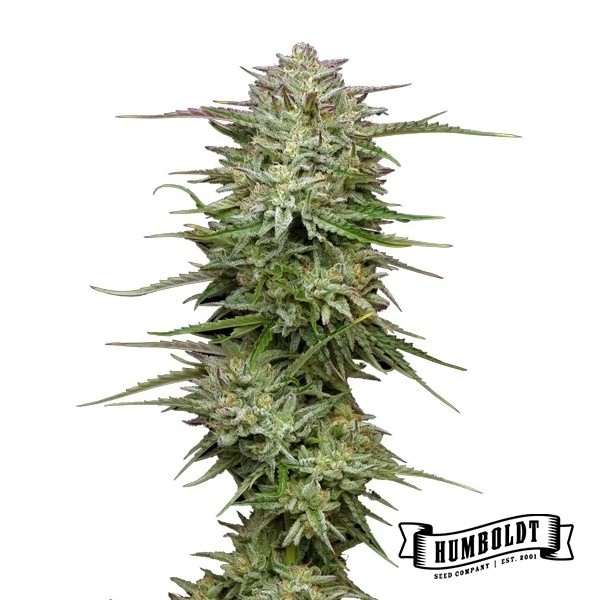 Voir Plante de cannabis Pound Town Auto