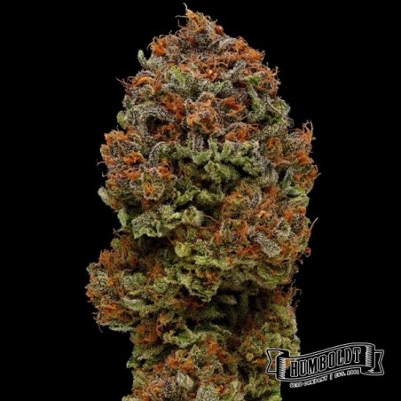 Blueberry Muffin Plante de cannabis