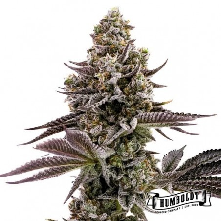 Plante de cannabis Blueberry Cupcake