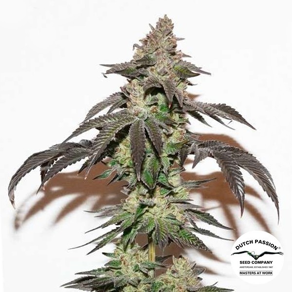 Voir Plante de cannabis Kerosene Krash