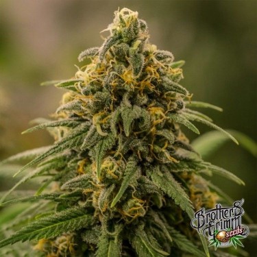 Apollo XX de Brothers Grimm Seeds - GB The Green Brand