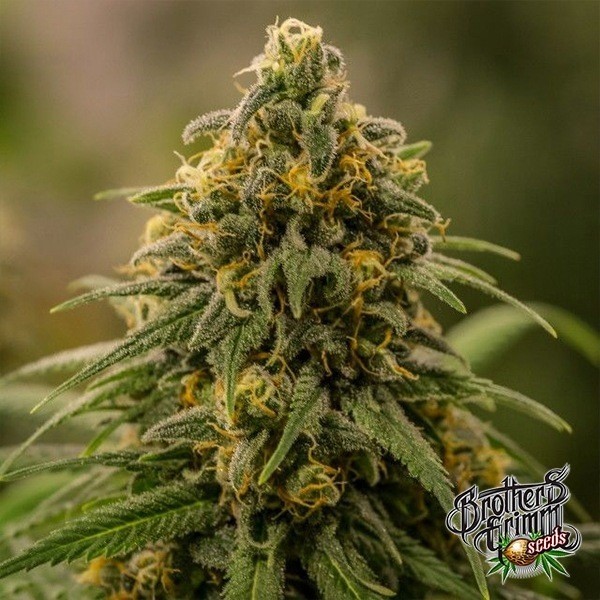 Voir Apollo XX de Brothers Grimm Seeds - GB The Green Brand