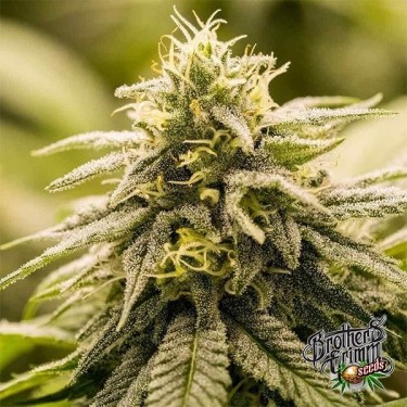 Graine féminisée G13 Genius de Brothers Grimm - GB The Green Brand