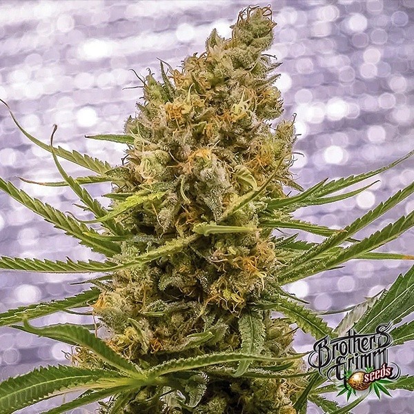 Plante de cannabis Pineapple XX