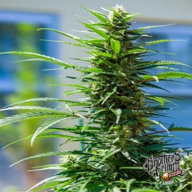 Graine féminisée Rosetta Stone XX de Brothers Grimm - GB The Green Brand