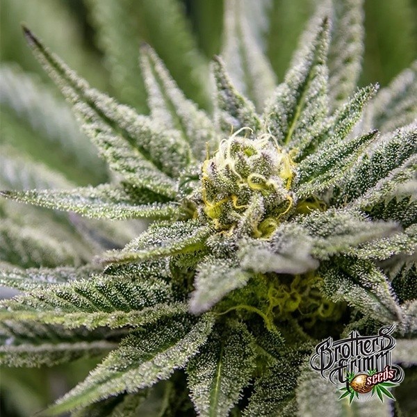 Killer Queen Regular Plante de cannabis