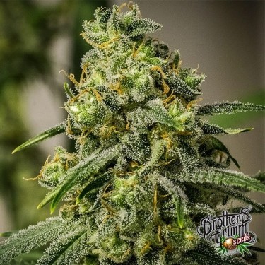 Plante de cannabis Rosetta Stone Regular