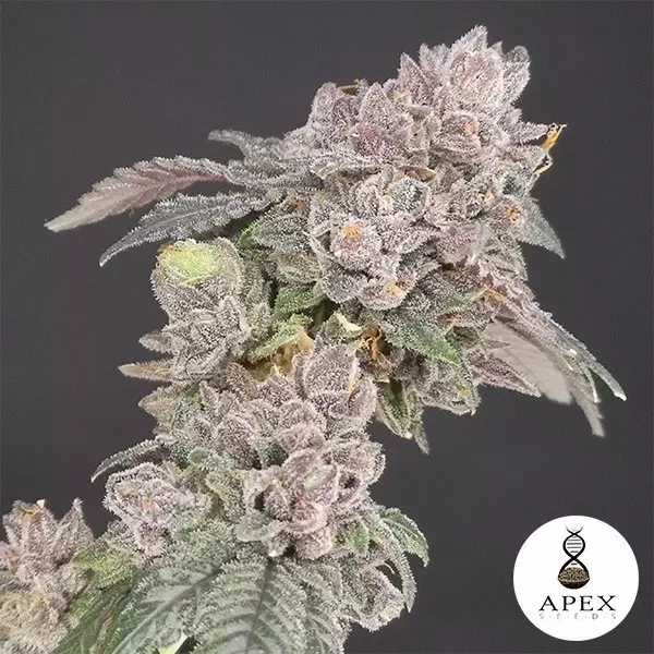 Voir Biscotti de la banque Apex Seeds Feminisée - Grow Barato