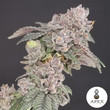 Biscotti de la banque Apex Seeds Feminisée - Grow Barato