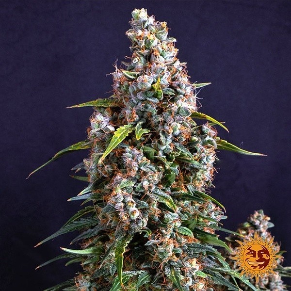 Voir Plante de cannabis Strawberry Cheesecake Auto