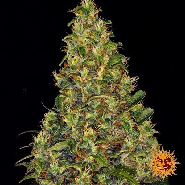 Voir Plante de cannabis Amnesia Haze Auto