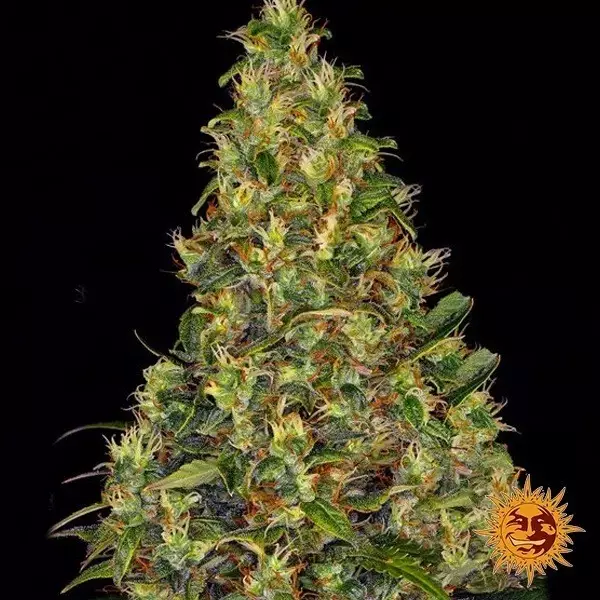 Voir Plante de cannabis Amnesia Haze Auto