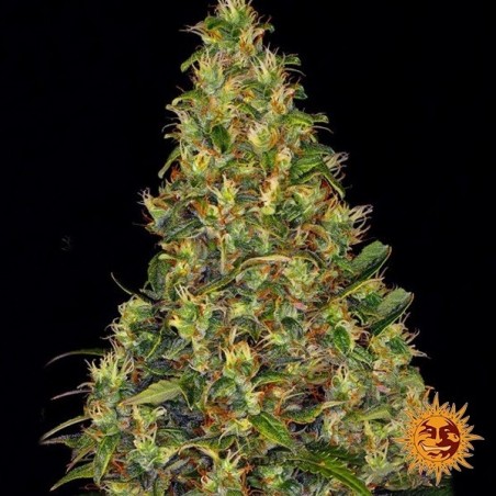 Plante de cannabis Amnesia Haze Auto