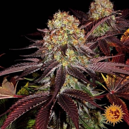 Plante de cannabis Runtz x Layer Cake