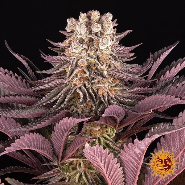 Voir Plante de cannabis Mimosa x Orange Punch Auto