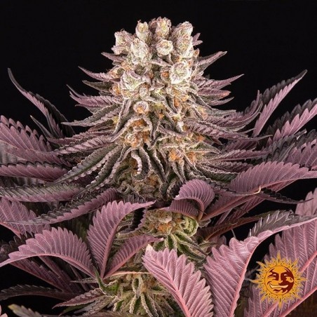 Plante de cannabis Mimosa x Orange Punch Auto