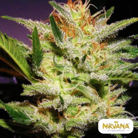 Plante de cannabis Amnesia Auto